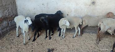 Баран, овца: Продаю | Баран (самец) | Для разведения | Осеменитель — 4