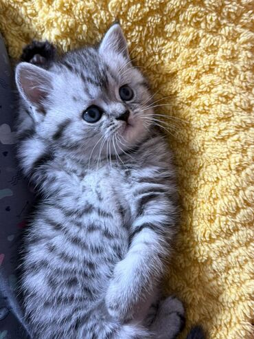 стрижка кошек с выездом на дом: Скотиш Фолд (Шотландиялык шалпаң кулак), 1 айлык, Ургаачы, Лотокко барууга үйрөтүлгөн, Курттардан тазаланган