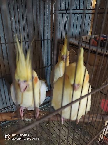 Tutuquşları: Salam. TAM SAĞLAM VİTAMİNLƏR PROFESSİONAL BİT DƏRMANİ VURULUB VƏ — 9