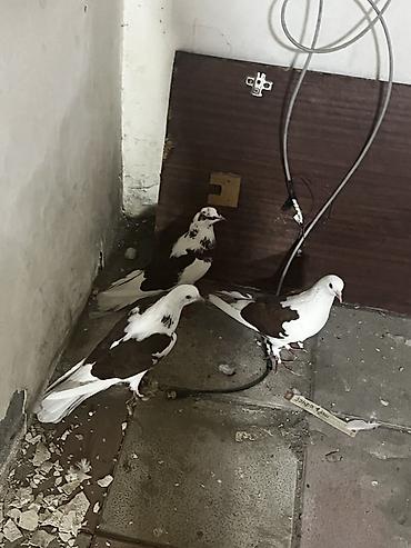 danşan quş: Hazır cütdülər təmiz bakı quşlarl təmiz çeplərdi. 3ü 50manat — 3