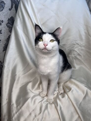 Продажа кошек: Беспородная, 9 месяцев, Мальчик, Биколор, Приучена к лотку, Проглистована, С документами — 9