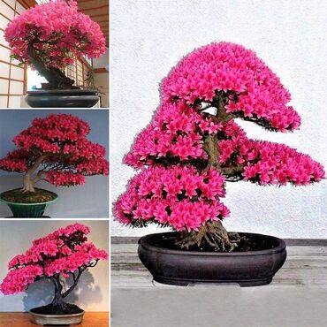 Semena i sadnice: Sakura Bonsai mini japanska trešnja seme
Cena: 550din/5 semenki — 8
