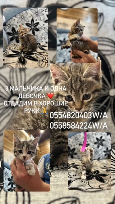Продажа кошек: Беспородная, 2 месяца, Мальчик, Серый