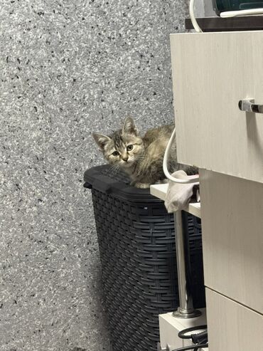 исык кол: Котята домашние, несколько окрасов: - Две светлые сиамского типа
