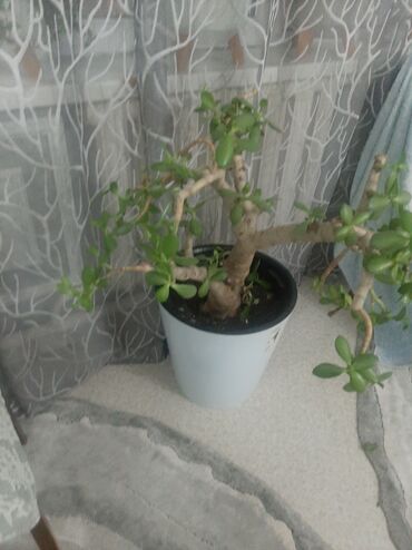 Другие комнатные растения: Комнатные растения в кашпо В продаже крупная коллекция — 7