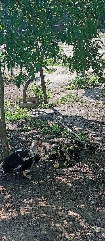K/t heyvanları və malları: Dişi, | Lal ördək, Ətlik — 4