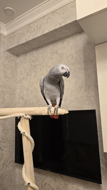 Fizika: Boz Afrika tutuquşusu (African Grey – Psittacus erithacus) - Rəng