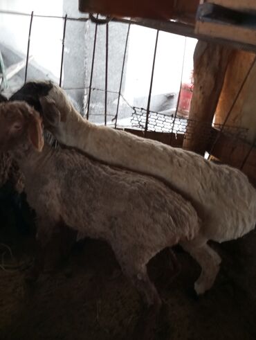 овца матка: Продаю | Баран (самец) | Полукровка | На забой