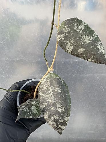 Хойи: Продаю хойи. Цены от 250 до 2000сом — 3