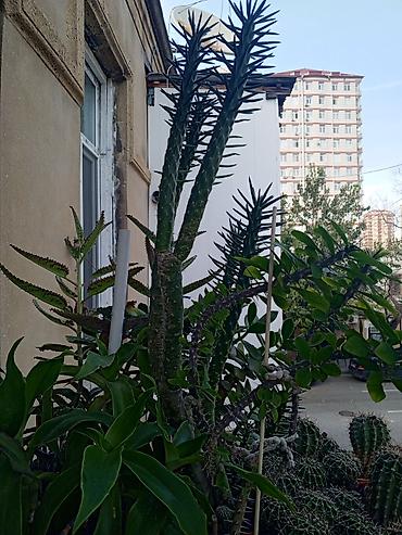 roza: Satılır: otaq bitkiləri dəsti 1) Spathiphyllum (Sülh zanbağı) - — 8