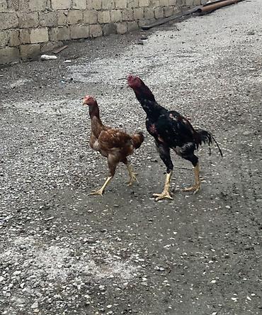 Toyuq, Damazlıq lalafo.az -da Toyuq, Damazlıq