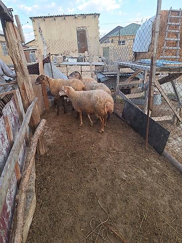 heyvan bazarları: 3 4 qarın doğmuş heyvanlardı damazlığ heyvanlardı — 2