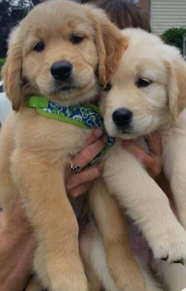 İtlər: Labrador-retriver, 1 ay, Dişi — 3