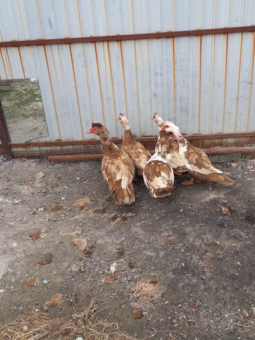 меняю на дом: Продаю или меняю 4 уточки 1 селезень