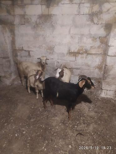 Heyvanlar: 2keci.2.cepis. cepisi.160.deyirem.birini.kecini.birini.190nan.deyirem — 2