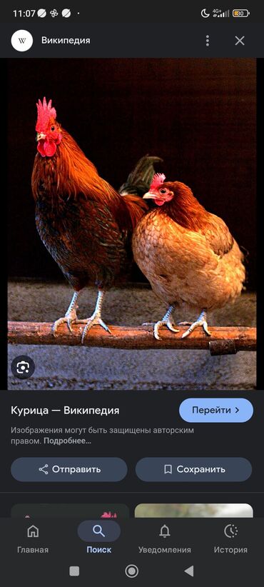 купить инкубационное яйцо породистых кур: Продаю | Куры | Домашняя
