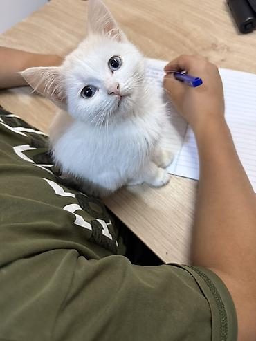 Отдам даром кошку: Кошка даром: Беспородная, 1 месяц, Девочка, Приучена к лотку — 1