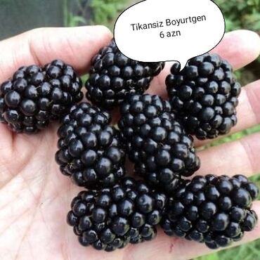 Toxumlar: Килемейве. Тинклери. Сатылыр. Чатдырыма. Вар. Вотсапп -da lalafo.az — 1 Toxumlar: Килемейве. Тинклери. Сатылыр. Чатдырыма. Вар. Вотсапп — 1