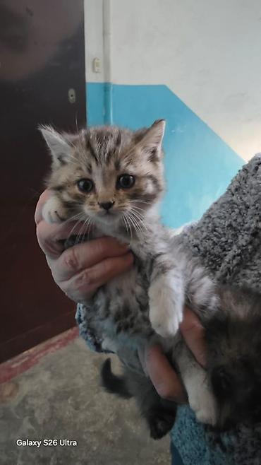 шотландская длинношерстная кошка цена: Котята, коротко- и полудлинношёрстные. - Полосатый серый котёнок с — 4