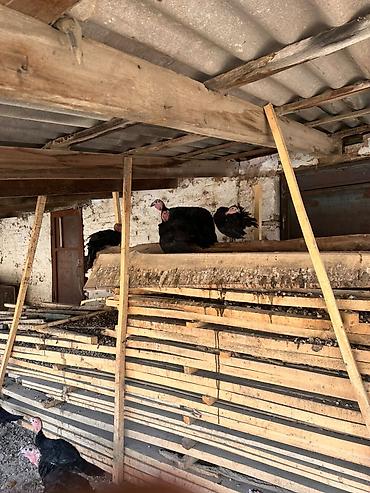 Индюки: Продаю | Индюшка (самка) | Бройлерная at lalafo.kg — 13 Индюки: Продаю | Индюшка (самка) | Бройлерная — 13