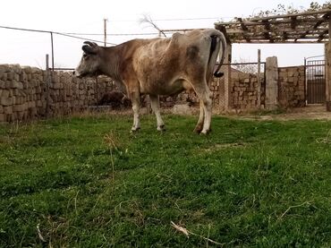 Inəklər, öküzlər: Salam südverən İNƏK. 6.7 LİTİR SÜD VERİR YAĞLI SÜDÜ VAR DİŞlİ CAVAN -da lalafo.az — 3 Inəklər, öküzlər: Salam südverən İNƏK. 6.7 LİTİR SÜD VERİR YAĞLI SÜDÜ VAR DİŞlİ CAVAN — 3