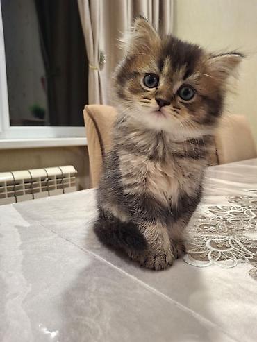 Pişiklər: Sfinks — 1