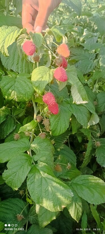 grass химия: Малина