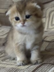 Pişiklər: Britan -da lalafo.az — 5 Pişiklər: Britan — 5