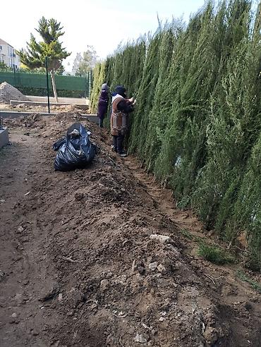 Tinglər: Eldar wami ve kiparis pramida isdenilenn sayda ve olcude var qiymet — 2