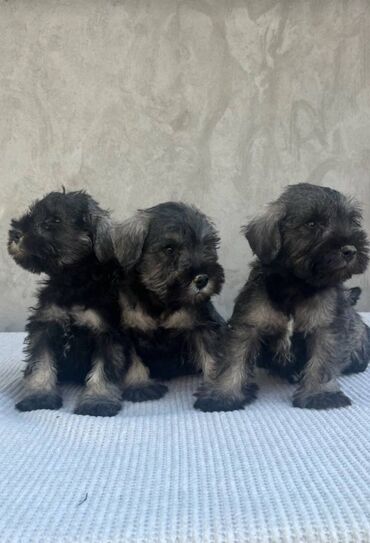 štenci nemačkog ovčara: Patuljasti Šnaucer Patuljasti Šnaucer Miniature Schnauzer štenci