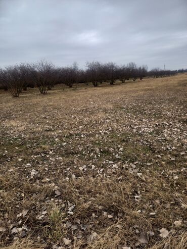 Torpaq sahələrinin satışı: 2000 sot, Biznes üçün, Mülkiyyətçi, Kupça (Çıxarış)