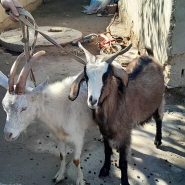 дойный коза: Продаю | Козёл (самец) | Для разведения