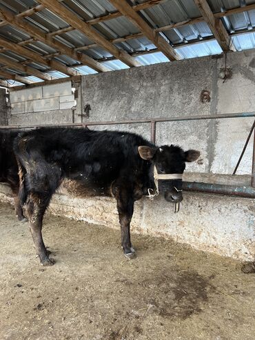голштинская порода коров цена: Продаю | Корова (самка), Тёлка, Музоо, торпок | Для разведения, Для молока | Искусственник