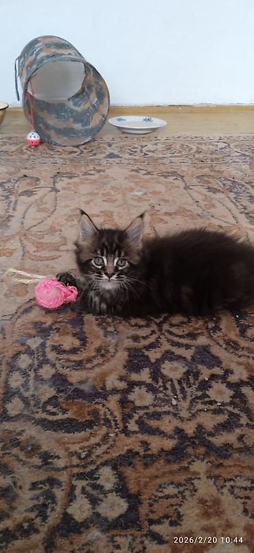 Продажа кошек: Мейн-Кун!!! Тигрёнок 🥰. Продается Шикарный, чистокровный котик от — 3