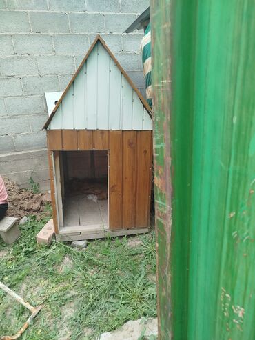 Другие животные: Срочно срочно продаю