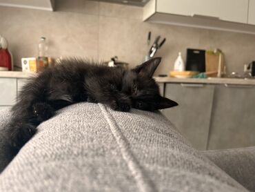 отдам кота я его боюсь: Кошка даром: Беспородная, 2 месяца, Мальчик