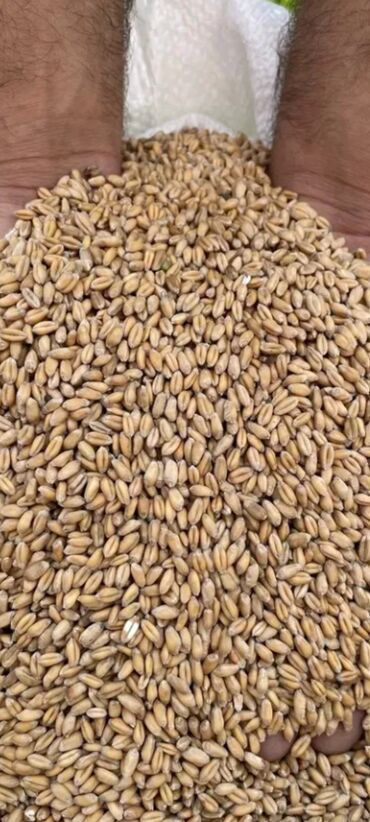 ot satılır: Hazır kiselerde 2 ton yarım ter temiz bugda satılır