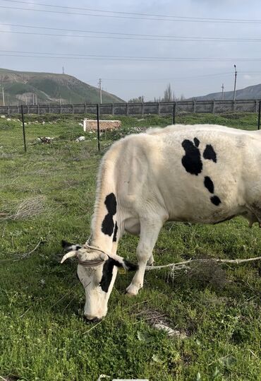 коровы ангус: Продаю | Корова (самка) | Голштин | Для молока