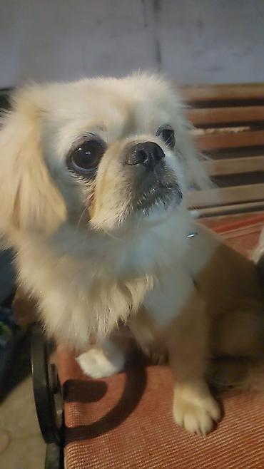 İtlər: Pekines, 8 ay, Erkək — 3