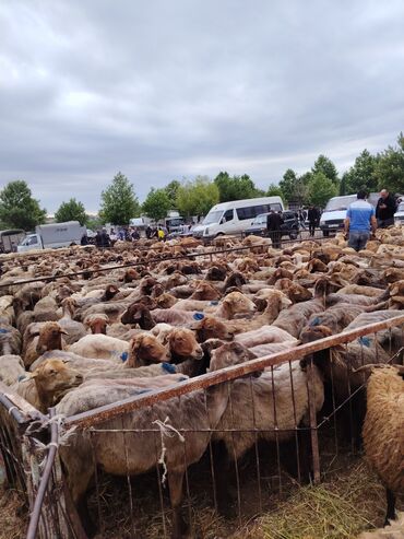 ineklerin qiymeti: Dişi, il: 5, Damazlıq, Ətlik, Ünvandan götürmə