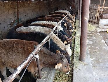 Коровы, быки: Продаю | Бык (самец) | Швицкая | На откорм — 9