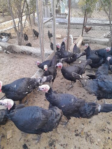 Hinduşka: Ferma quşları satılır – şəkillərdə olan növlər: - Hind quşları — 1