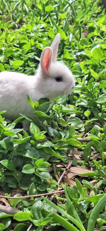 Dovşanlar: Dekorativ dovsanlar biri 15 azn — 9