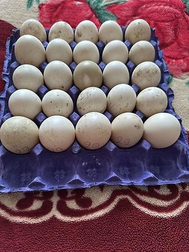 ordəyi: Krasnadar və lavanta sortu lal ördəy yumurtaları Tam mayalı və iri — 2
