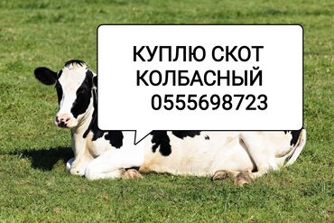 продаю силос: Куплю | Коровы, быки, Лошади, кони, Другие с/х животные | На откорм, Самовывоз, Бесплатная доставка