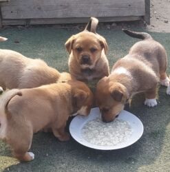 тибетский мастиф цена в баку: 2 месяца, Самка