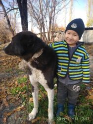 продажа домашних кур: Куплю | Другие с/х животные