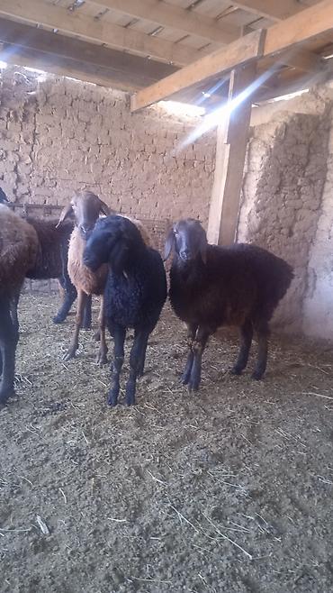 Бараны, овцы: Продаю | Овца (самка) | Для разведения | Ярка — 3