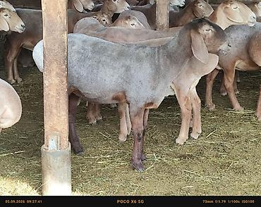 кошка породы мейн кун: Продаю | Овца (самка) | Арашан | Для разведения, Для шерсти — 1