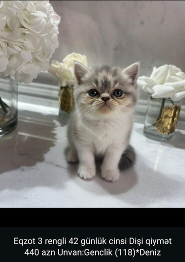 британская шиншилла баку: Ekzot, Dişi, Yaxşı əllərə lalafo.az -da британская шиншилла баку: Ekzot, Dişi, Yaxşı əllərə